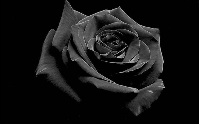 Hoa hồng màu đen bí ẩn